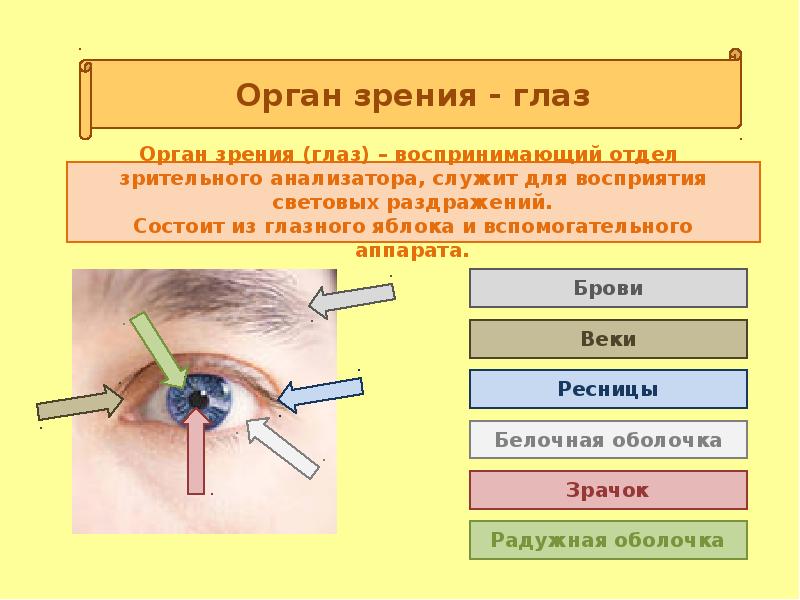 Анализаторы презентация пименова