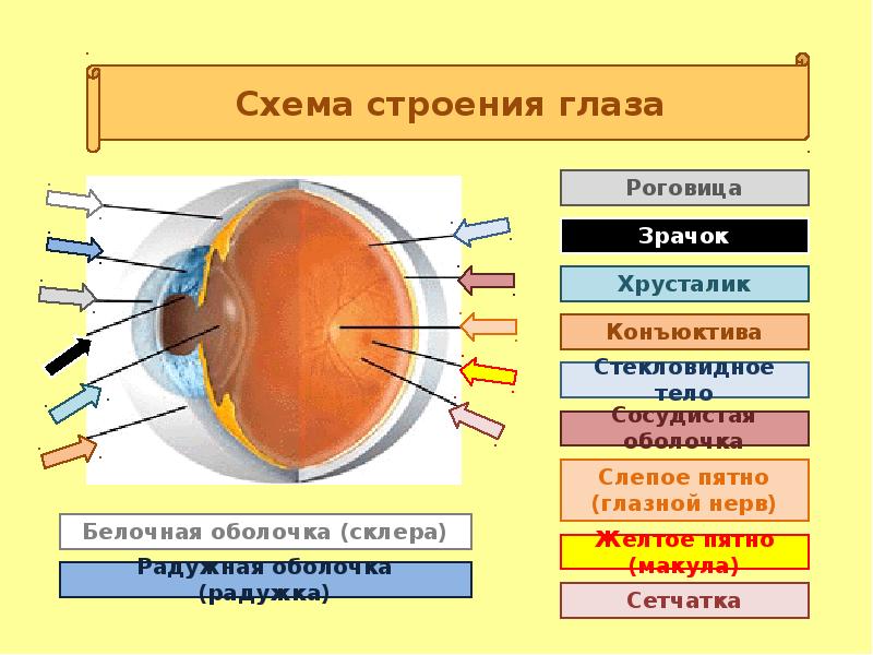 Орган зрения 8 класс презентация