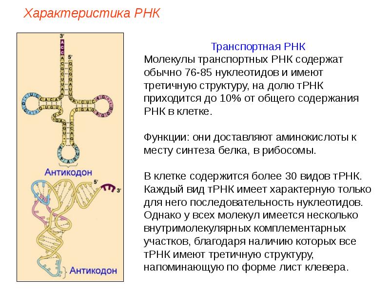Соединение трнк с аминокислотой. Транспортная РНК. ТРНК. Молекула ТРНК. Синтез транспортной РНК.
