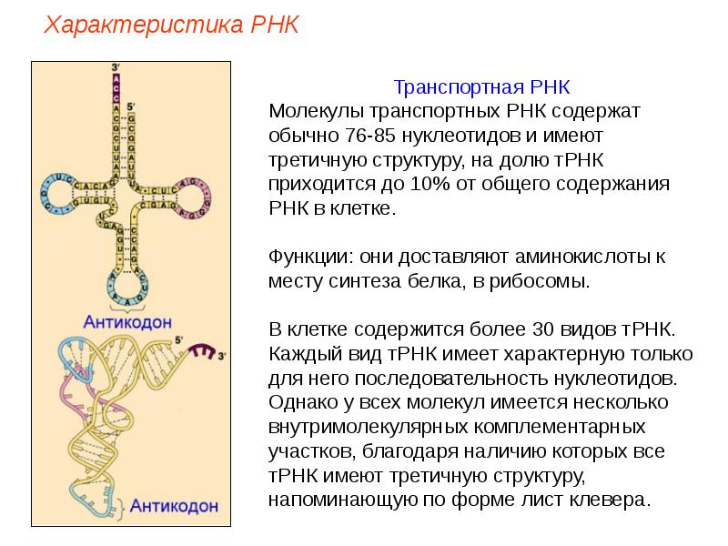 Аминокислота антикодон