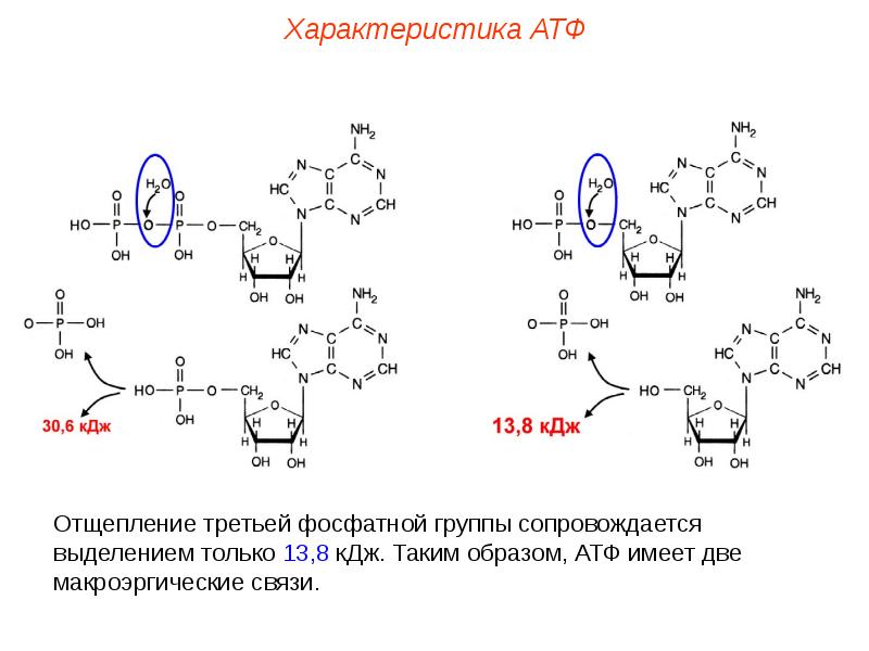 Атф задача. Свойства АТФ. Фосфатная группа. Характеристика АТФ. Макроэргическая фосфатная связь.