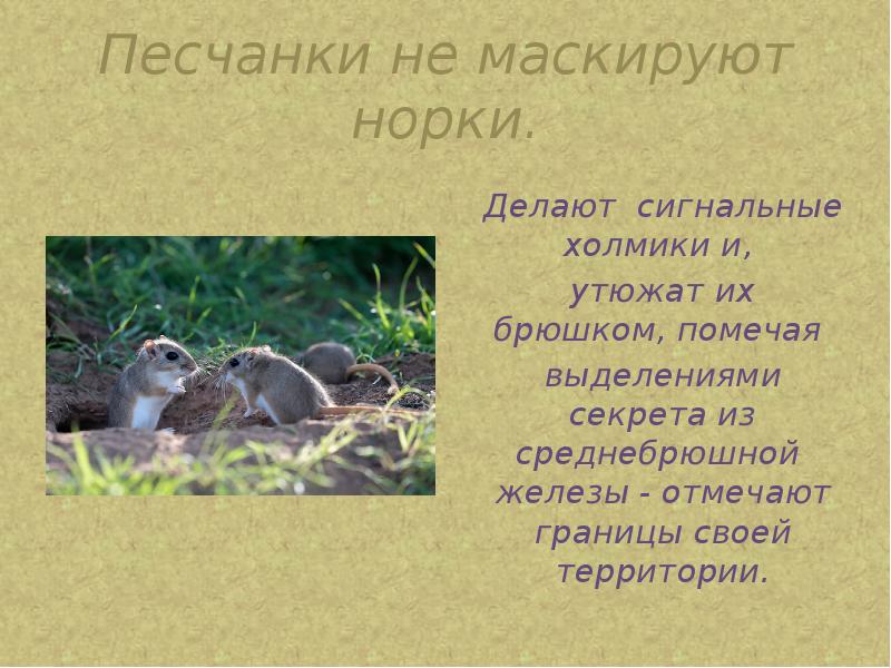 Песчанки не маскируют норки.
Делают сигнальные холмики и,
утюжат Песчанки не маскируют норки.
Делают сигнальные холмики и,
утюжат