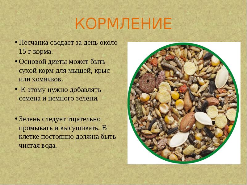 КОРМЛЕНИЕ
Песчанка съедает за день около 15 г корма.
Основой КОРМЛЕНИЕ
Песчанка съедает за день около 15 г корма.
Основой