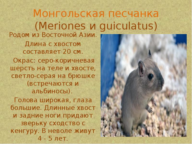 Монгольская песчанка (Meriones и guiculatus)
Родом из Восточной Азии. Монгольская песчанка (Meriones и guiculatus)
Родом из Восточной Азии.