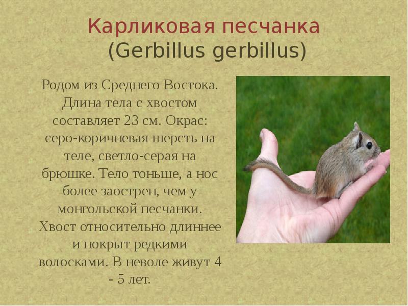 Карликовая песчанка (Gerbillus gerbillus)
Родом из Среднего Востока. Длина тела Карликовая песчанка (Gerbillus gerbillus)
Родом из Среднего Востока. Длина тела