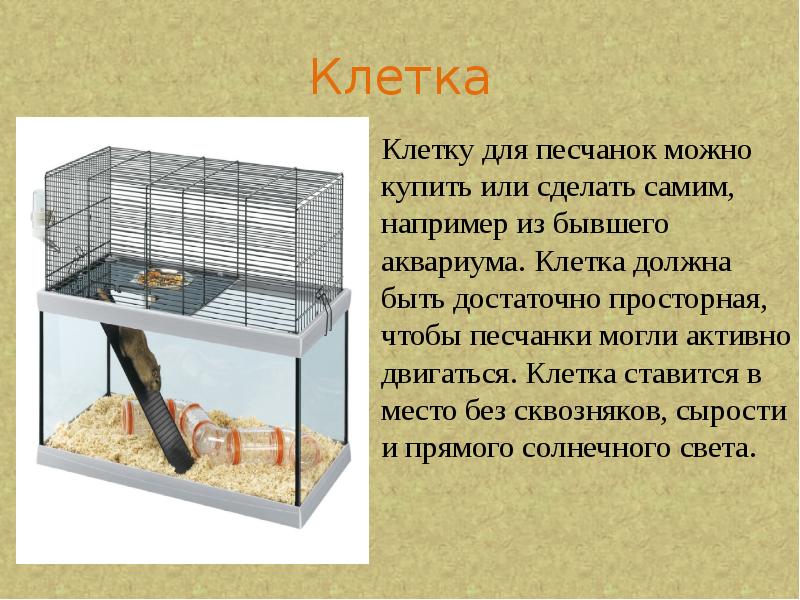 Клетка
Клетку для песчанок можно купить или сделать самим, например из Клетка
Клетку для песчанок можно купить или сделать самим, например из