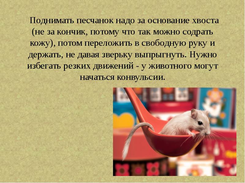 Поднимать песчанок надо за основание хвоста (не за кончик, потому что Поднимать песчанок надо за основание хвоста (не за кончик, потому что