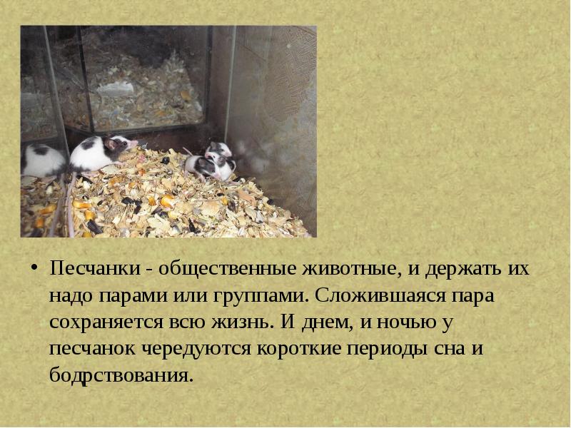 Песчанки - общественные животные, и держать их надо парами или группами. Песчанки - общественные животные, и держать их надо парами или группами.