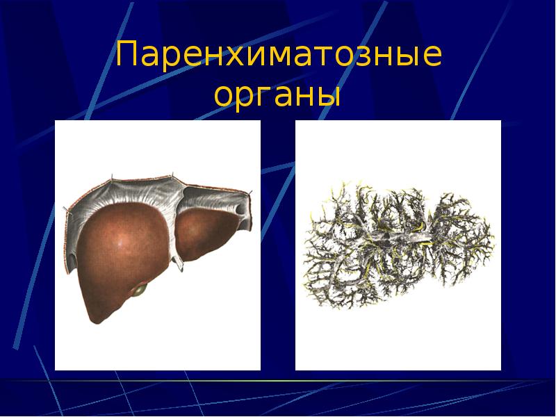 Общий план строения полых и паренхиматозных органов