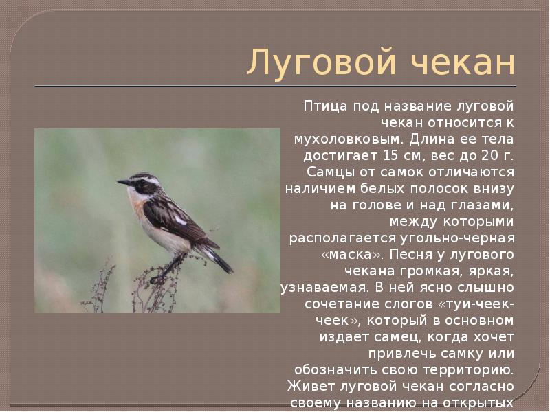 Чекан описание. Луговой чекан описание птицы. Луговой чекан описание. Луговые птицы доклад. Сообщение про Луговой чекан.