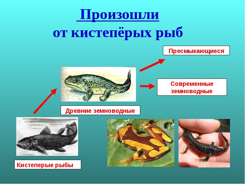 Древние земноводные произошедшие от древних рыб. Земноводные или амфибии 7 класс. Кистеперые и земноводные. Кистеперые рыбы и земноводные. Кистепёрые рыбы земноводные.