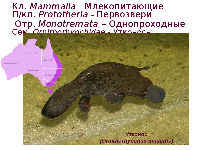 Кл. Mammalia - Млекопитающие П/кл. Prototheria - Первозвери Отр. Monotremata Кл. Mammalia - Млекопитающие П/кл. Prototheria - Первозвери Отр. Monotremata