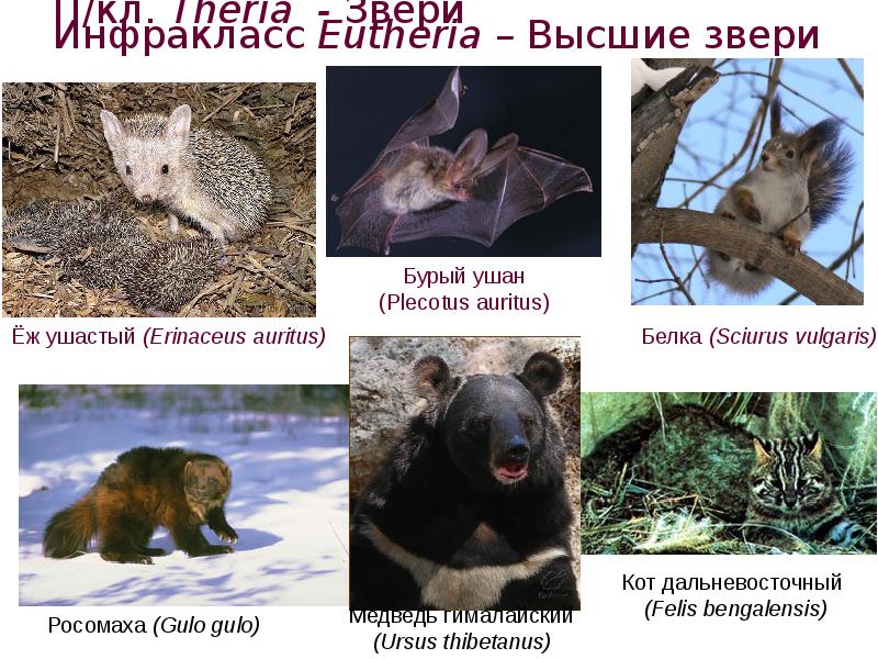 П/кл. Theria - Звери Инфракласс Eutheria – Высшие звери П/кл. Theria - Звери Инфракласс Eutheria – Высшие звери