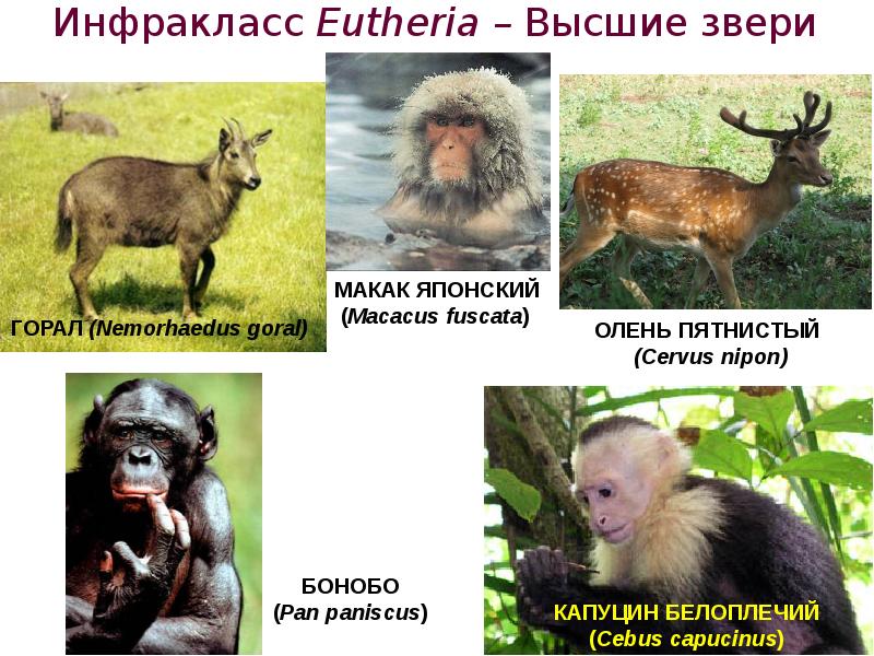 Инфракласс Eutheria – Высшие звери