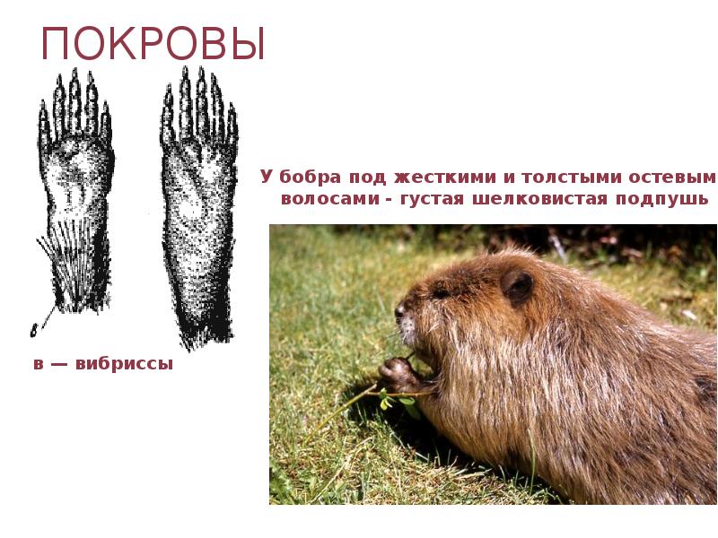 ПОКРОВЫ ПОКРОВЫ