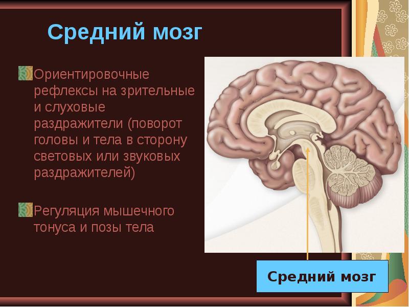 Средний мозг тесты