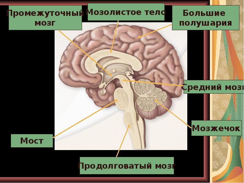Промежуточный мозг. Образования промежуточного мозга. Стенки промежуточного мозга. Задний мозг полость