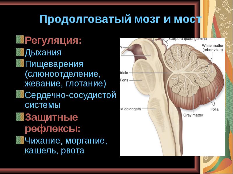 Продолговатый мозг строение