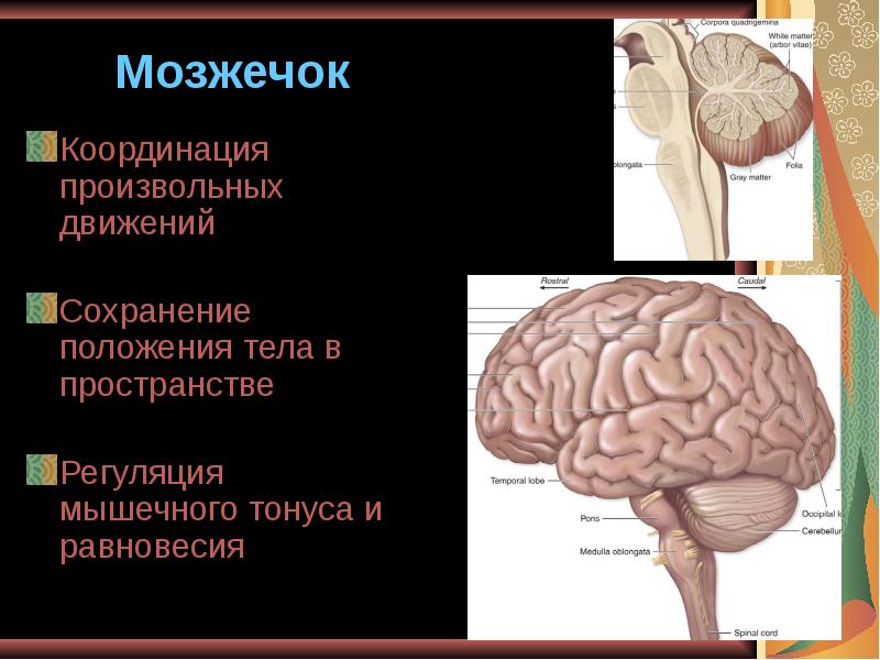 4 мозжечок. Мозжечок строение и функции. Функции мозжечка в головном мозге. Мозжечок координация движений. Мозжечок функции координация движении.