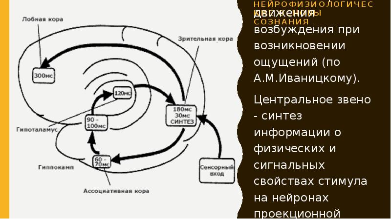 Нейрофизиологические механизмы речи схема