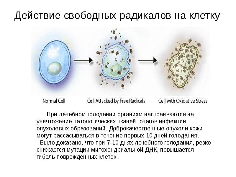 Свободное действие