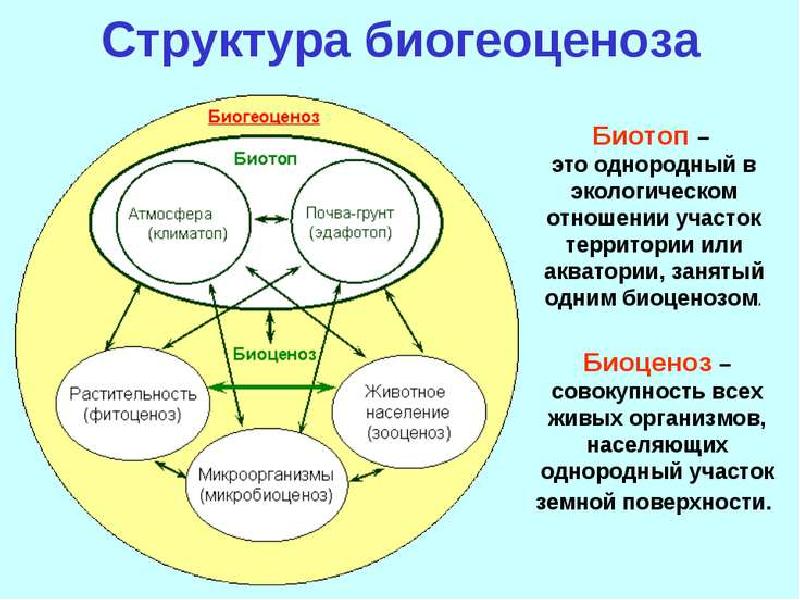 Прокомментируйте схему биогеоценоз биоценоз биотоп