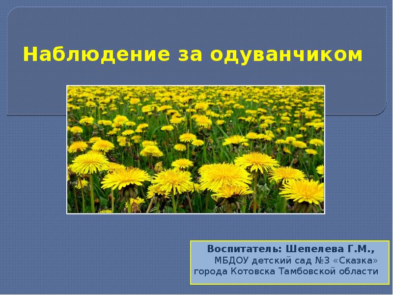 Сравнение одуванчика литературное чтение 2 класс. Фенологические наблюдения за одуванчиком. Одуванчик для дошкольников. Презентация на тему одуванчик лекарственный.