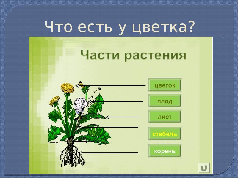 Работа частей растения. Одуванчик части растения. Наблюдение за одуванчиком. Строение одуванчика схема для детей дошкольного возраста. Наблюдение за растением одуванчик.