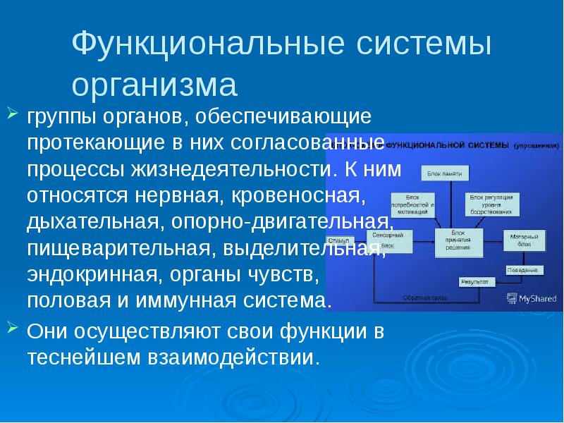 Основные функциональные системы человека