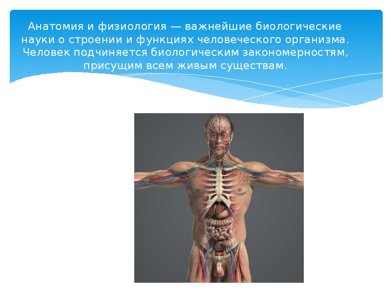 Анатомия и физиология — важнейшие биологические науки о строении и функциях