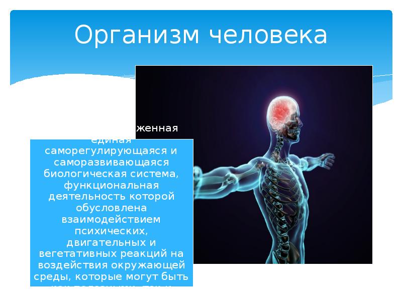 Организм человека