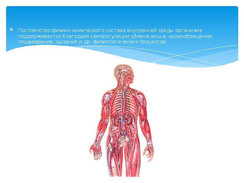 Дыхание и среда организма. Организм как саморегулирующаяся система. Организм как биологическая система. Саморегуляция внутренней среды организма. Организм человека как Единая система.