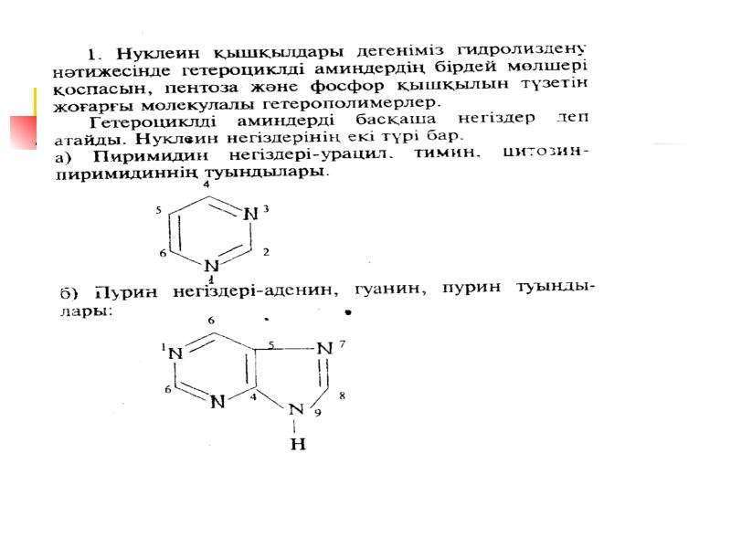 Нуклеин қышқылдары презентация