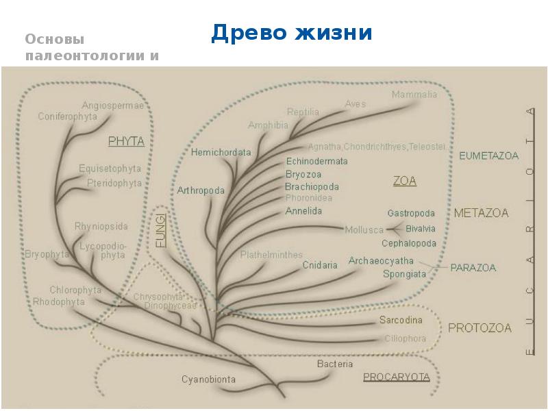 Палеонтология подмосковья карта