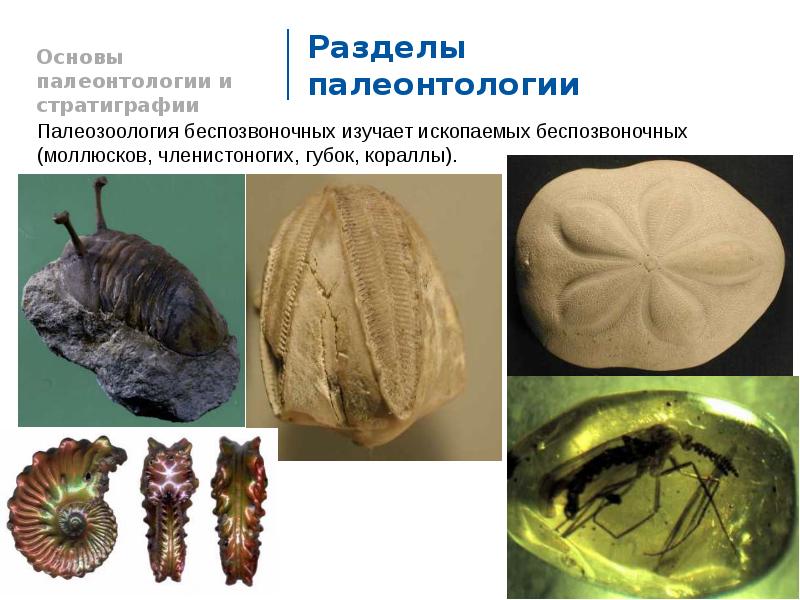 Презентация на тему палеонтология