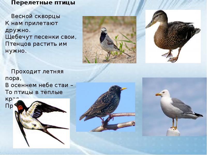 Перелетные птицы россии фото с названиями