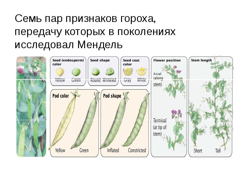 Признаки пар