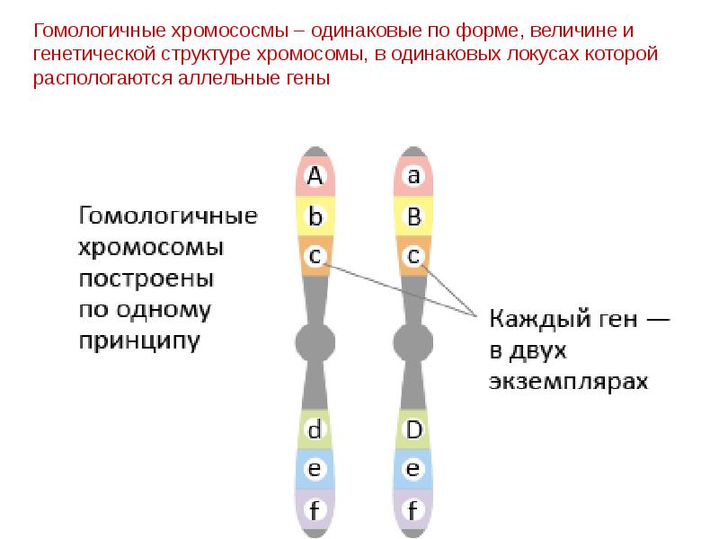 Аллельные гены в хромосомах. Пары гомологичных хромосом.