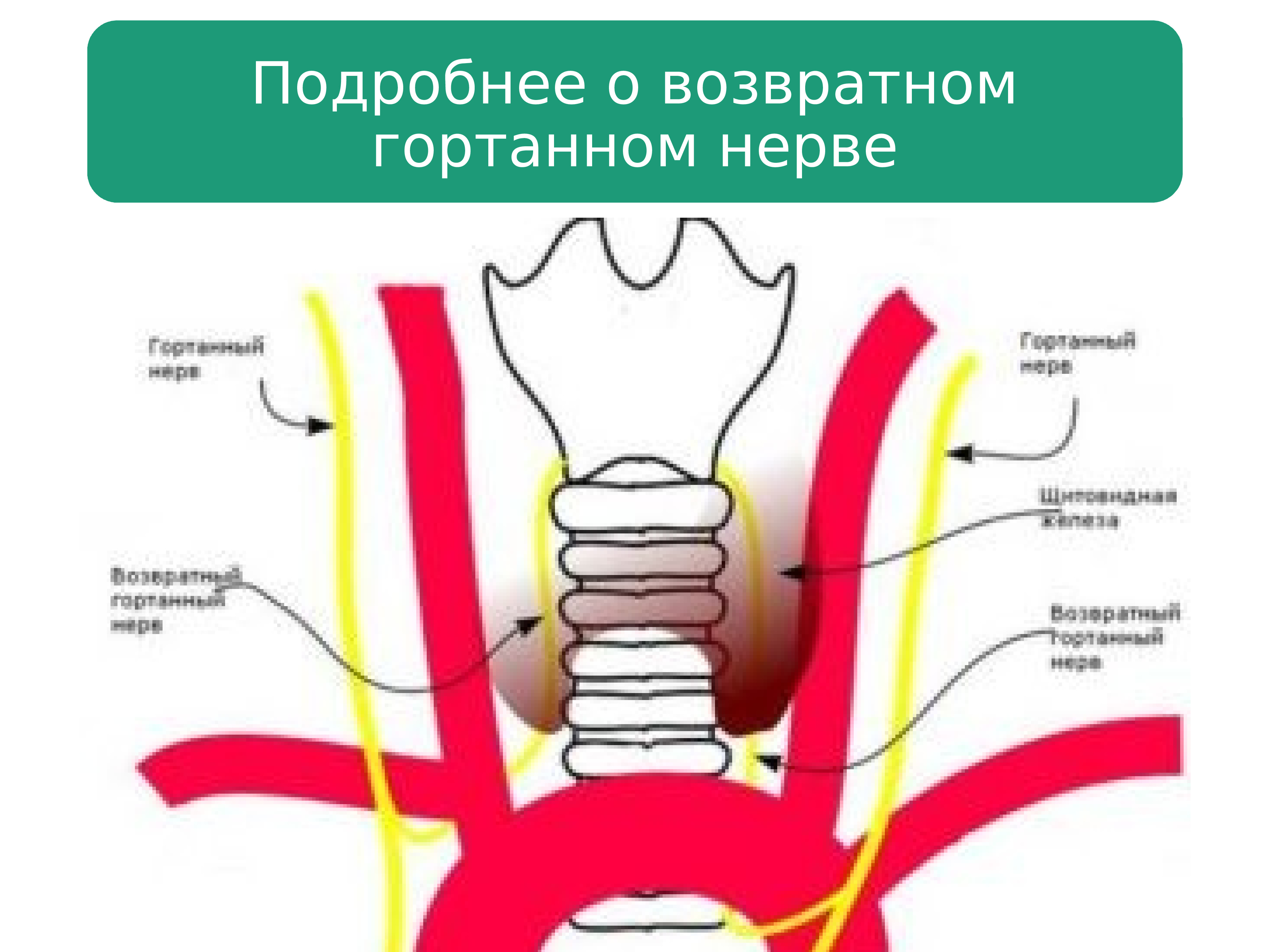 Гортанный. Возвратный гортанный нерв схема. Иннервация щитовидной железы.