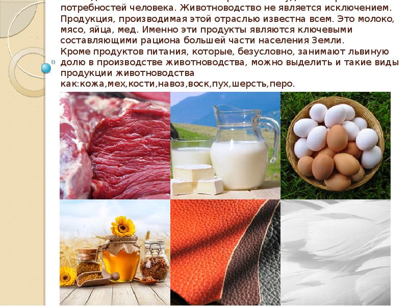 Продукция животноводства Все виды сельского хозяйства направлены на удовлетворение потребностей человека.