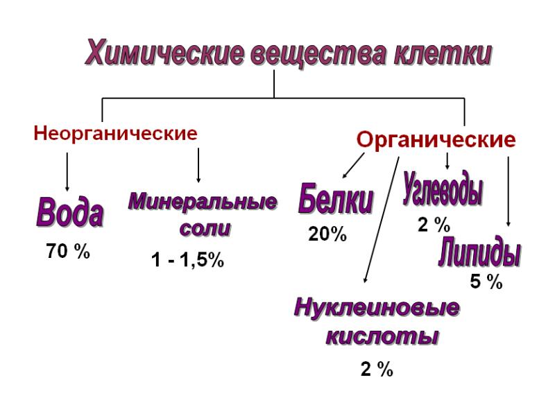 Химическая организация клетки презентация