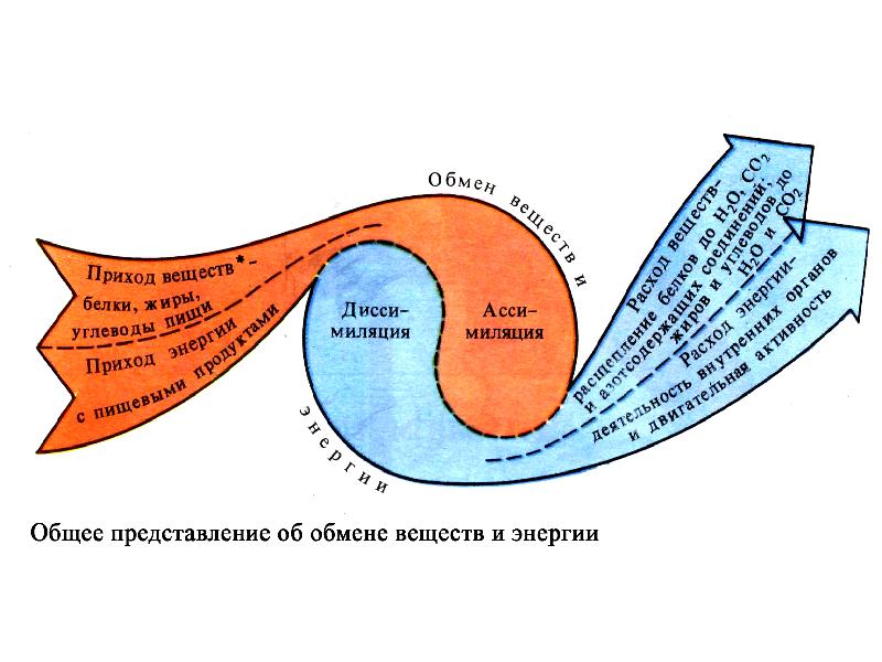 Обмен веществ и энергии фото