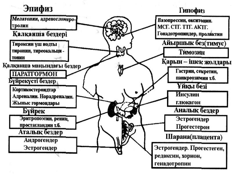 Эндокриндік жүйе презентация