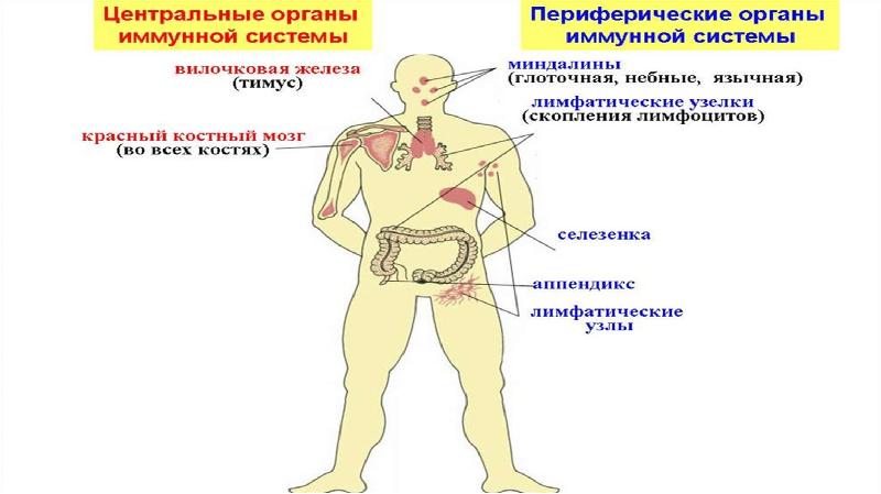 Схема демонстрирующая расположение центральных и периферических органов иммунитета