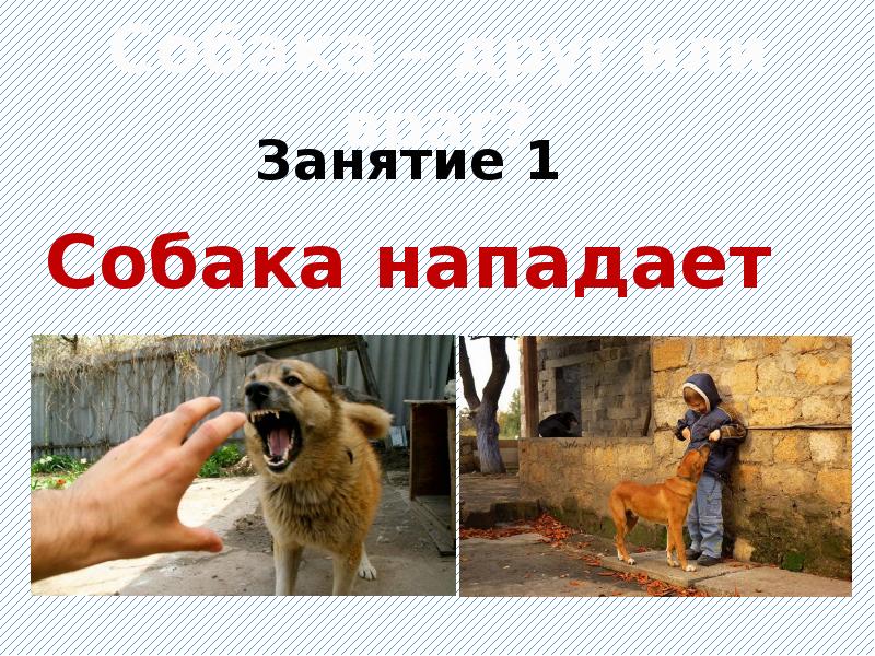 Собака друг человека презентация. Собака друг человека рассуждение. Собака для презентации. Собака друг собака враг. Собака враг человека.