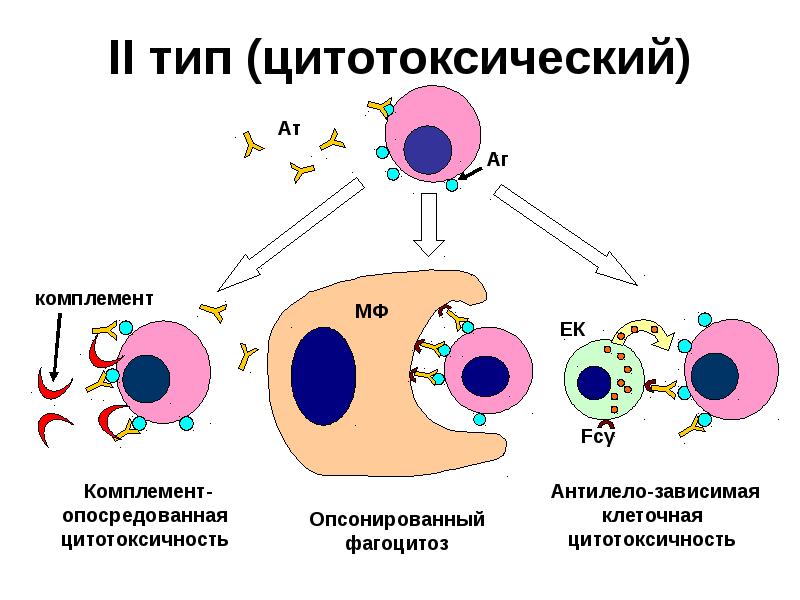 Антителозависимая клеточная цитотоксичность схема