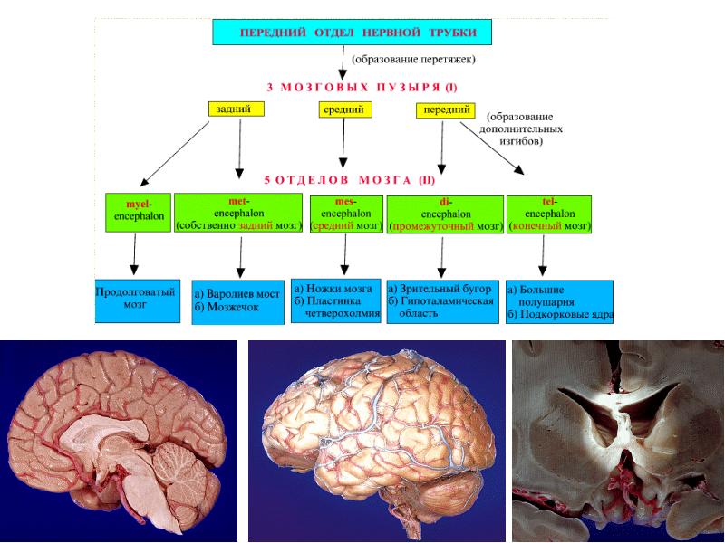Анализы цнс. Передний отдел нервной трубки. Вегетативный мозг. Подкорковые отделы ЦНС. Роль спинного мозга и подкорковых отделов ЦНС В регуляции движений.