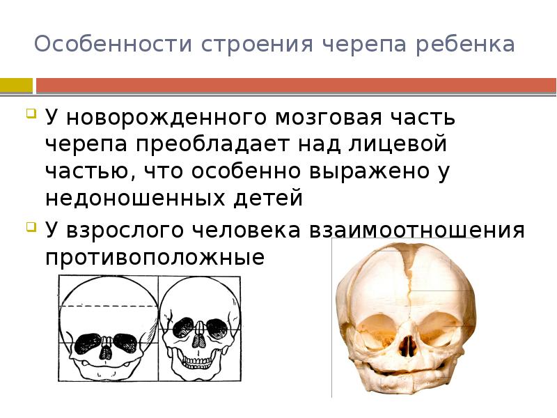 Возрастные особенности черепа. Афо костей черепа новорожденного. Анатомо физиологические особенности черепа у детей. Череп новорожденного характеристика.