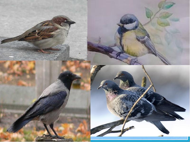 Птицы белоруссии зимующие фото с названиями