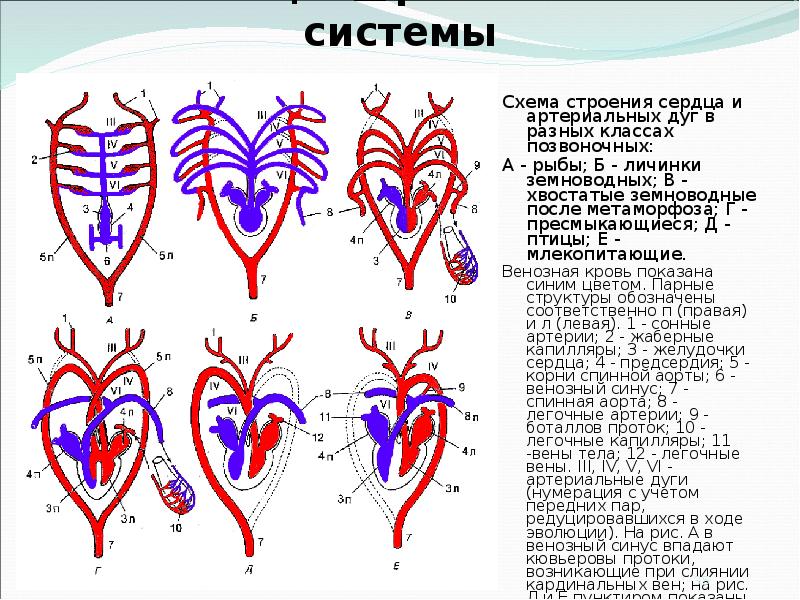 Кровеносная система земноводных состоит из